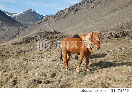Horse grazing on a field 31473760