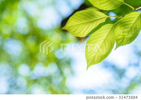 新的綠色圖像櫻花葉子查尋Eco圖像早晨 31473884