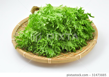 褶邊生菜 褶邊生菜 31473885