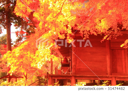 Temple of great powers (Sasayama city, Hyogo prefecture) Autumn leaves in the precincts Temple of great powers (Sasayama city, Hyogo prefecture) Autumn leaves in the precincts 31474482