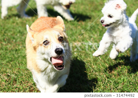 知道了♪ 知道了♪ 31474492