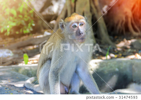Closeup monkey sitting under the tree Closeup monkey sitting under the tree 31474593