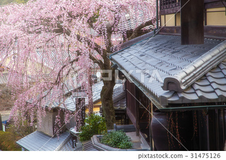 Sakura at famous street, Sannen-Zaka, in Kyoto Sakura at famous street, Sannen-Zaka, in Kyoto 31475126