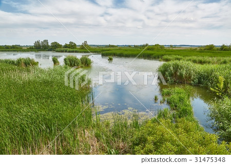 Water surface with plants Water surface with plants 31475348