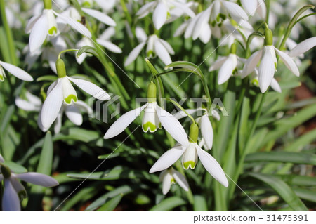 common snowdrop (Galanthus nivalis) in flower 31475391