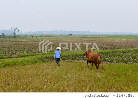 Woman going across the fields with his cow 31475885