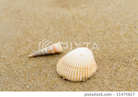 seashells on sand beach seashells on sand beach 31475927
