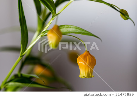 雷霆索尼婭花 31475989