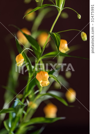 Thunder Sonia flowers 31475991