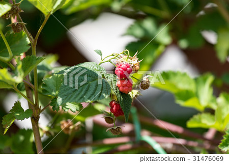 覆盆子果實開始成熟 31476069
