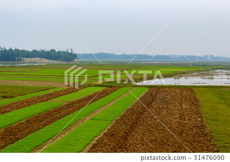 Rice fields, began to grow 31476090