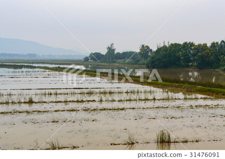 Rice fields, began to grow Rice fields, began to grow 31476091
