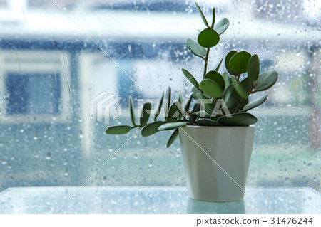 陰雨天氣,窗台,花盤,王子,雨,窗戶,花盆,娃娃,雨,窗台,娃娃 陰雨天氣,窗台,花盤,王子,雨,窗戶,花盆,娃娃,雨,窗台,娃娃 31476244