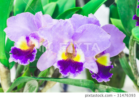 colorful orchid flowers plant in nature concept 31476393