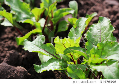 Young green beetroot plans on a path in the 31476396