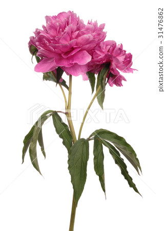 Magenta peony isolated Magenta peony isolated 31476862