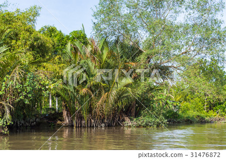 Small canal in Mekong Delta. 31476872