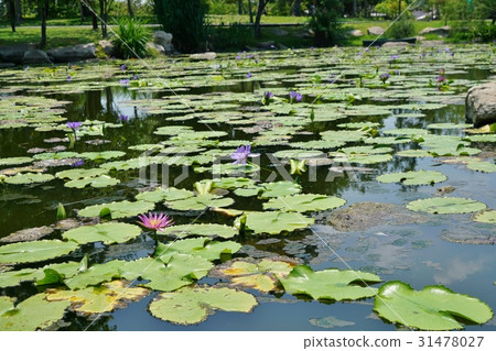泰國,荷花池塘在Rama 9公園在Rama 9th公園 泰國,荷花池塘在Rama 9公園在Rama 9th公園 31478027