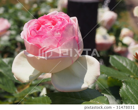 A beautiful rose of pink color 31478031