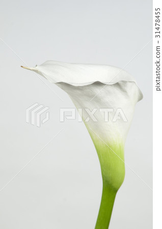 Calla lily flower Calla lily flower 31478455