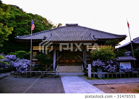 Izu Osenji main hall & American Jasmine flower (Jasmin Temple) Shimoda prefecture Shimoda city Shichi town Izu Osenji main hall & American Jasmine flower (Jasmin Temple) Shimoda prefecture Shimoda city Shichi town 31478555