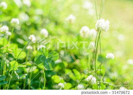 Lucky four-leaf clover in the grass 31478672