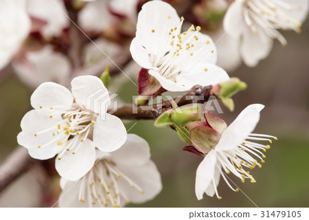 Apricot tree blossoms Apricot tree blossoms 31479105