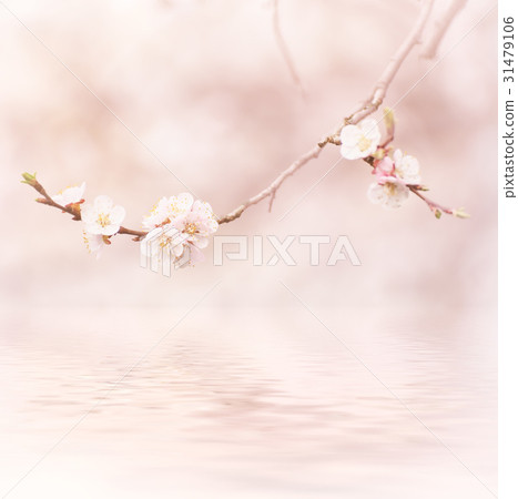 Apricot tree blossoms Apricot tree blossoms 31479106