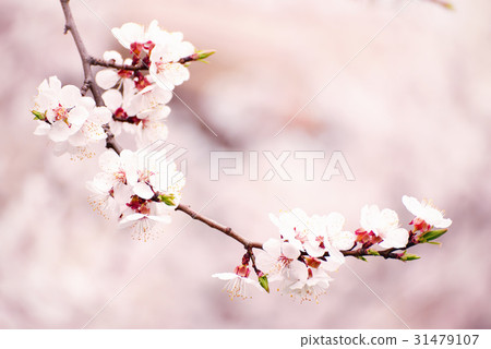 Apricot tree blossoms Apricot tree blossoms 31479107