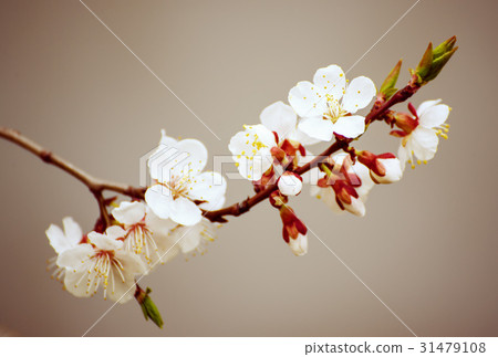 Apricot tree blossoms 31479108