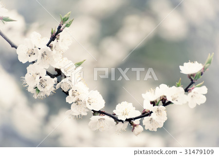 Apricot tree blossoms Apricot tree blossoms 31479109