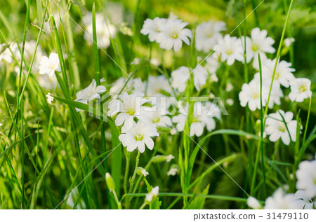 White spring flowers White spring flowers 31479110