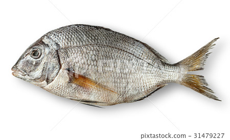 Single raw fresh dorado 31479227