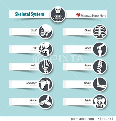 Skeletal System . medical sticky note style  31479231