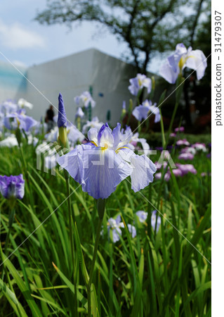 淺藍色虹膜水光 31479307