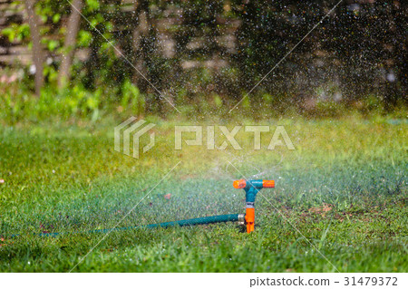 Garden sprinkler watering grass Garden sprinkler watering grass 31479372