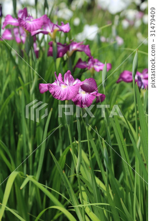 Purple iris drunk beauty 31479409