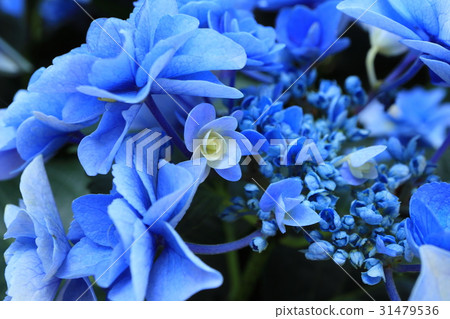 Purple hydrangea Purple hydrangea 31479536