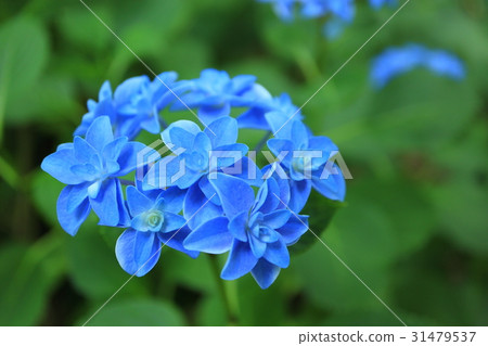紫色繡球花 31479537