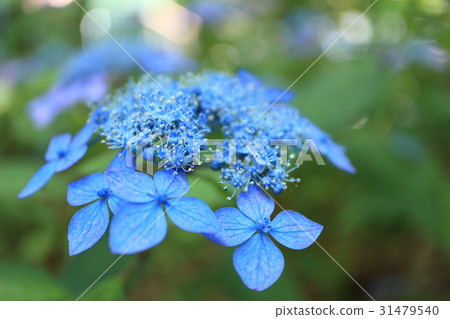 紫色額頭繡球花 31479540