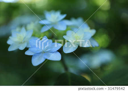 Pale blue hydrangea 31479542