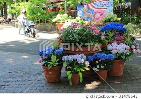 Hydrangea of Teshima-en Garden Hydrangea of Teshima-en Garden 31479543