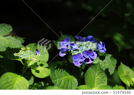 Flower hydrangea Flower hydrangea 31479546