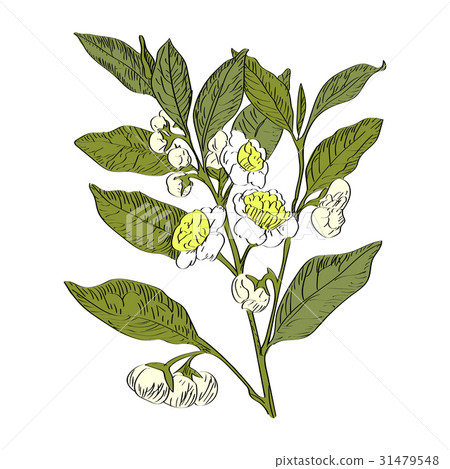 Vector drawn green tea with flowers on white. 31479548