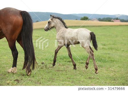 Amazing welsh part-bred foal 31479666