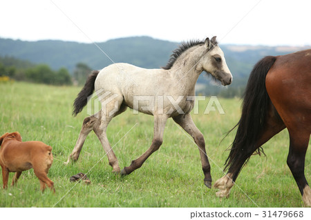 Amazing welsh part-bred foal 31479668