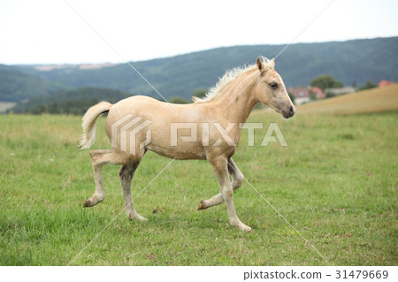 Amazing welsh part-bred foal 31479669