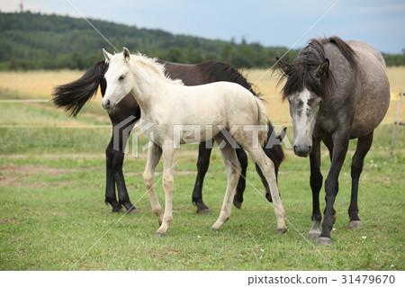 Beautiful foal with mare on pasturage Beautiful foal with mare on pasturage 31479670