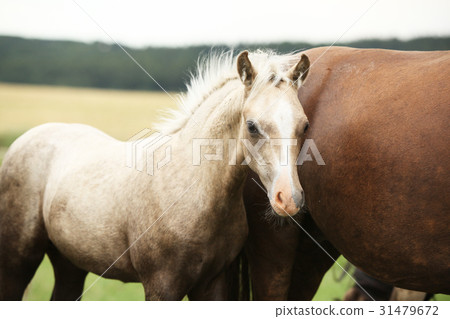 Amazing welsh part-bred foal 31479672