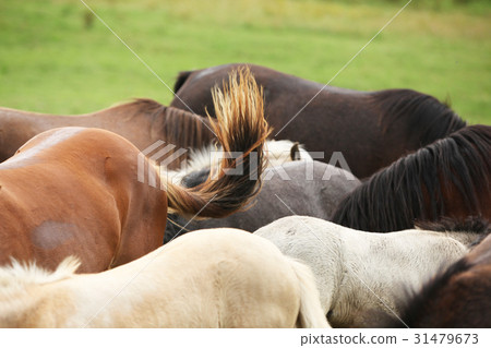 Nice batch of horses together Nice batch of horses together 31479673